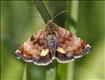 2397 (73.048) Small Yellow Underwing